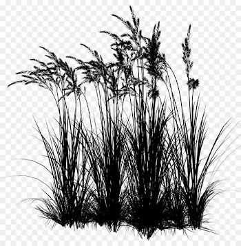 Centerblog Sweet Grass Image Prairie -  