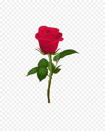 Centifolia roses Art Emoji Garden roses Soch Na Sake-Sab Tera - spring forward 