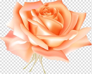Centifolia roses Blue rose Flower , Stereo orange rose transparent background PNG clipart