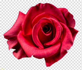 Centifolia roses Flower Garden roses, roses transparent background PNG clipart