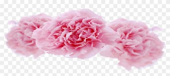 Centifolia Roses Garden Roses Carnation Floral Design - Garden Roses