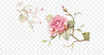 Centifolia roses Garden roses Floral design Cut flowers Flower bouquet - Chinese style hand-painted flowers vector 