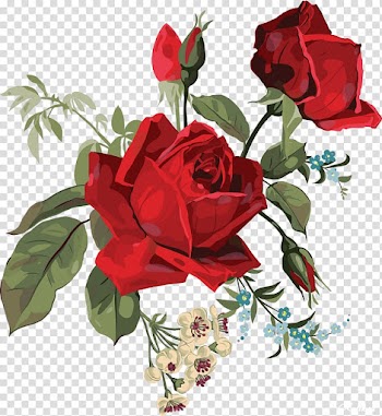 Centifolia roses Garden roses Flower , rose transparent background PNG clipart