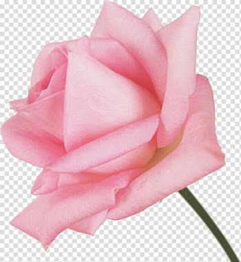 Centifolia roses Garden roses Goldener Oktober Cut flowers, white roses transparent background PNG clipart