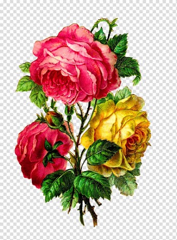 Centifolia roses Paper Flower bouquet Cut flowers, flower vintage transparent background PNG clipart