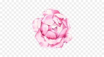 Centifolia roses Petal Illustration - Rose Creative 