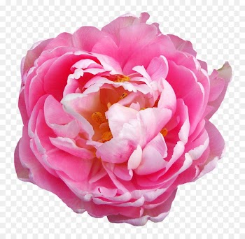 Centifolia roses Pink flowers - Rose Flower Pink Transparent 