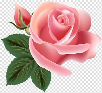 Centifolia roses Rosa chinensis Flower Pink, pink rose transparent background PNG clipart