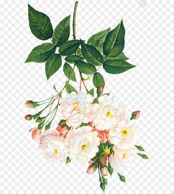 Centifolia roses Rosa multiflora Beach rose Flower - White flowers 
