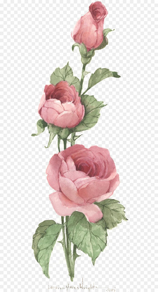 Centifolia roses Vintage clothing Pink Antique Clip art - rose 