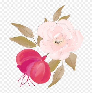 Centifolia Roses Watercolor Painting Flower Illustration - Rose