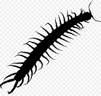 Centipedes Bass Pro Shops Hellgrammite Brush Florence Worm -  