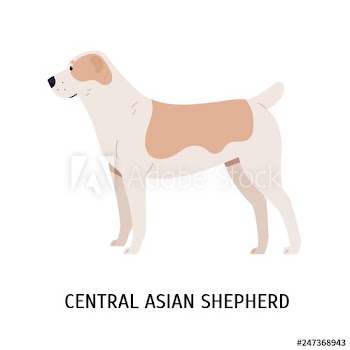 Central Asian Shepherd or Alabai