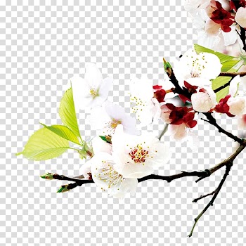 Central Vietnam Web banner World Wide Web Website, Peach blossoms transparent background PNG clipart