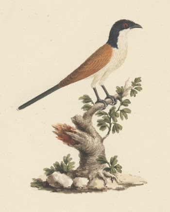 Centropus monachus (Blue-Headed Coucal) by Luigi | Free Photo - rawpixel