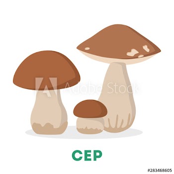 Cep mushroom, boletus edulis