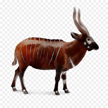 Ceratosaurus Tyrannosaurus Cattle Antelope Fauna -  