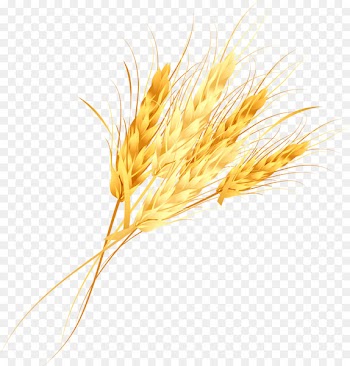 Cereal germ Golden rice - Vector golden rice 