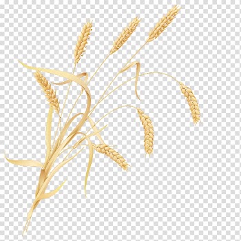 Cereal germ Wheat, wheat transparent background PNG clipart