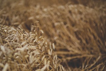 Cereal moving by the wind