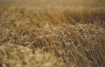 Cereal moving by the wind