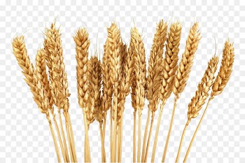 Cereal Wheat Grain Clip art - Golden wheat 
