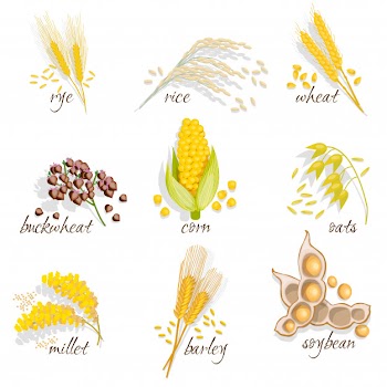 Cereals icon set Free Vector