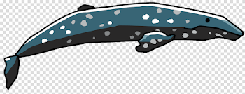 Cetacea PNG Image