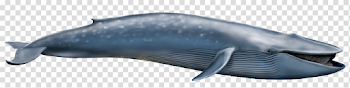 Cetacea PNG Picture