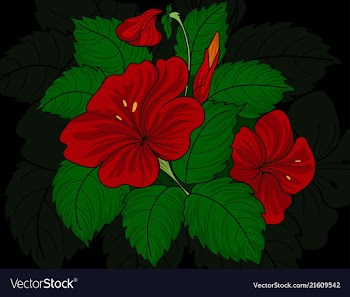 Chaba flowers hand drawing vector image