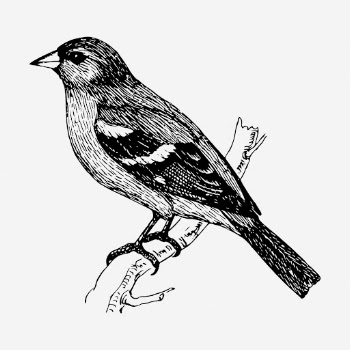 Chaffinch bird drawing, vintage animal | Free Photo - rawpixel