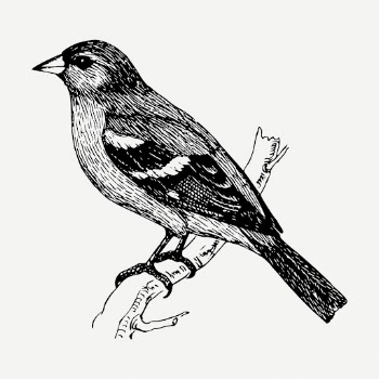 Chaffinch bird drawing, vintage animal | Free PSD - rawpixel