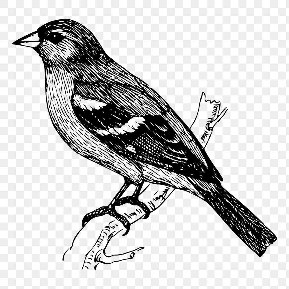 Chaffinch bird png sticker, vintage | Free PNG - rawpixel