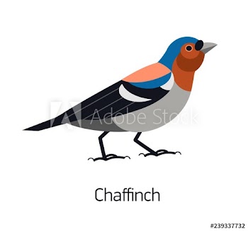 Chaffinch isolated on white background