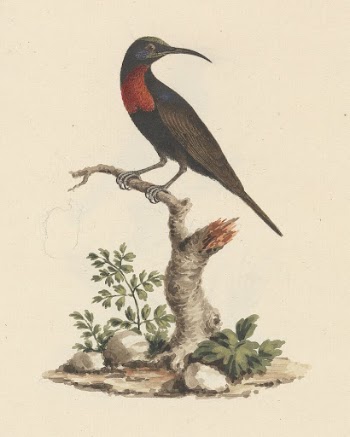 Chalcomitra senegalensis (Scarlet Chested Sunbird) | Free Photo - rawpixel