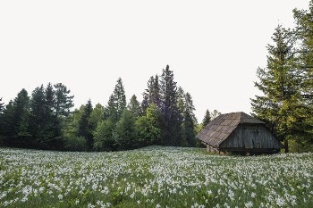 Chalet among flower field border | Free PSD - rawpixel