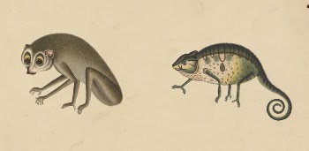 Chameleon and a Mammal | Free Photo - rawpixel