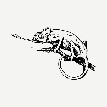 Chameleon drawing, vintage illustration psd. | Free PSD - rawpixel