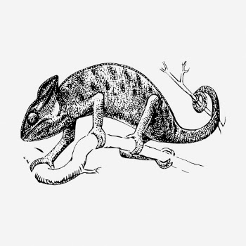 Chameleon drawing, vintage wildlife illustration. | Free Photo - rawpixel