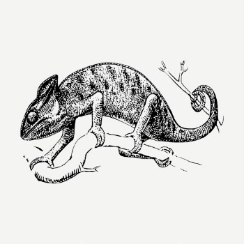 Chameleon drawing, vintage wildlife illustration | Free PSD - rawpixel