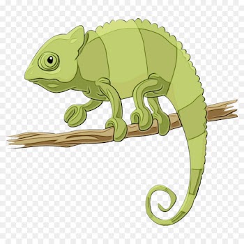 chameleon iguania lizard reptile common chameleon