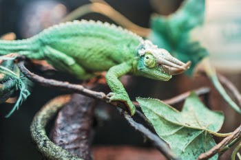 Chameleon Lizard Free Photo 