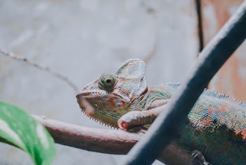 Chameleon on Brown Branch
