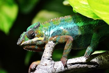 Chameleon on Brown Tree Branch in Close Up Photo