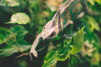 chameleon on plant