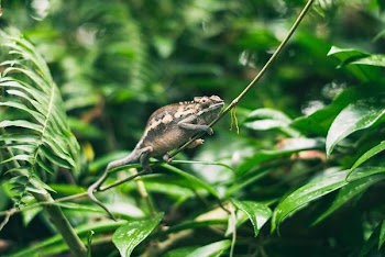 chameleon on plant branch during daytime