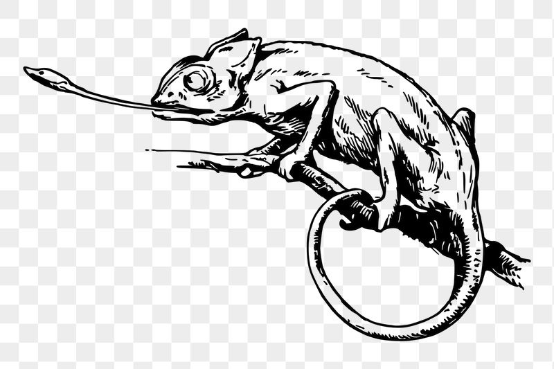 Chameleon png sticker illustration, transparent | Free PNG - rawpixel