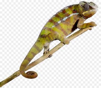 Chameleons African chameleon Gecko Fauna Terrestrial animal -  