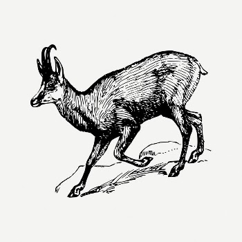 Chamois clipart, vintage animal illustration | Free PSD Illustration - rawpixel