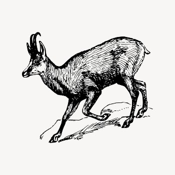 Chamois drawing, vintage animal illustration | Free Vector Illustration - rawpixel